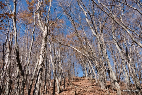 三頭山 (8)