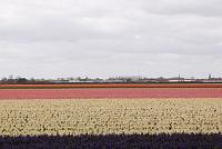  Keukenhof