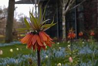  Keukenhof