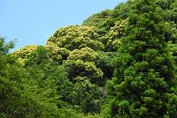  植生が、いかにも南の海岸